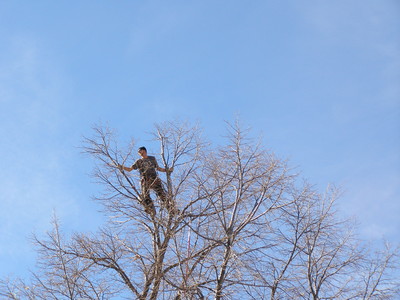 AFFORDABLE ARBORIST TREE SERVICE
