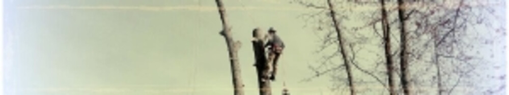 The Whole 9 Tree Service