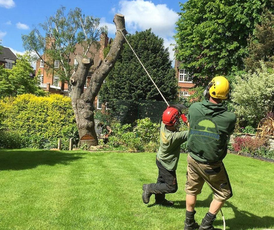 Southern Star Tree Service