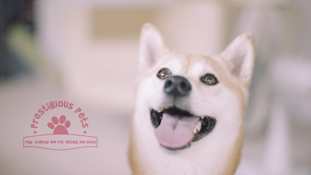 Prestigious Pets Dog Walking Dallas