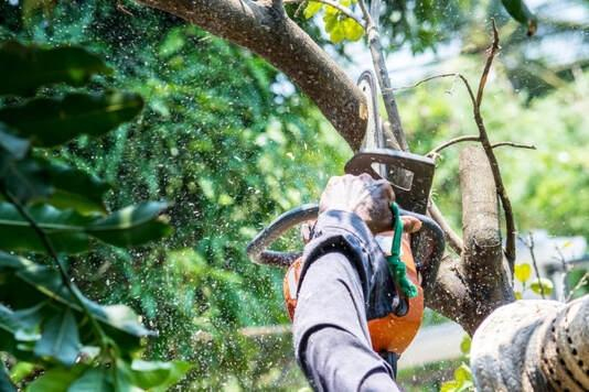 Big D's Des Plaines Tree Service