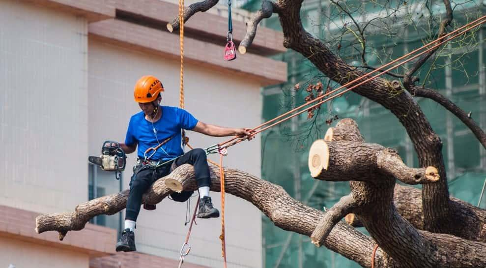 Riverside Tree Service