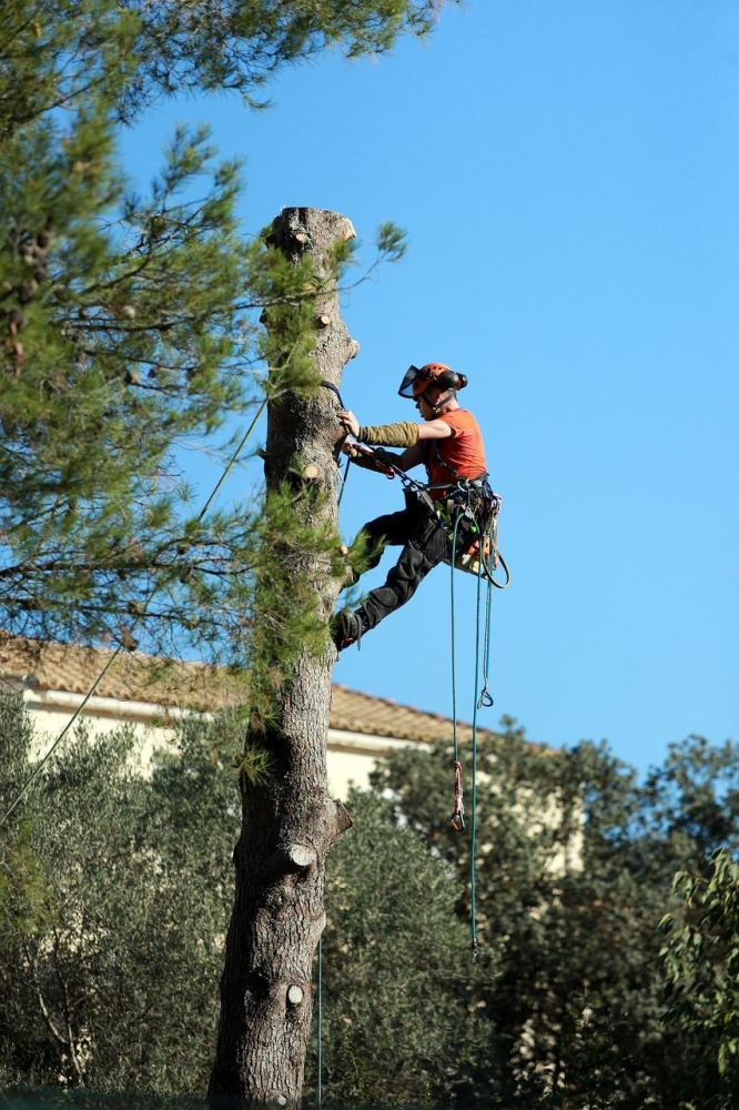 Oregon City Tree Service