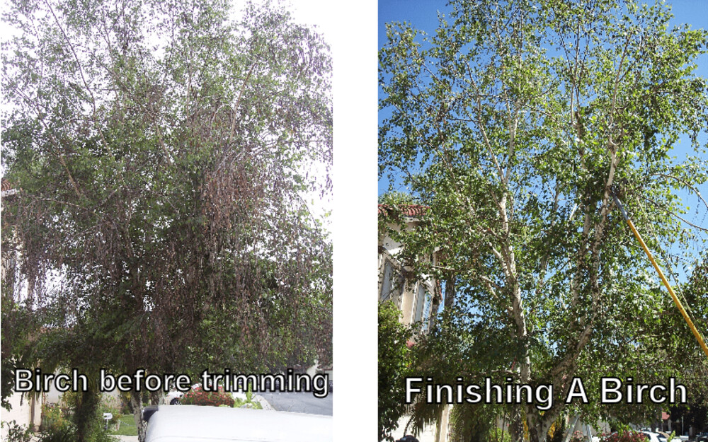 Andy's Tree Service