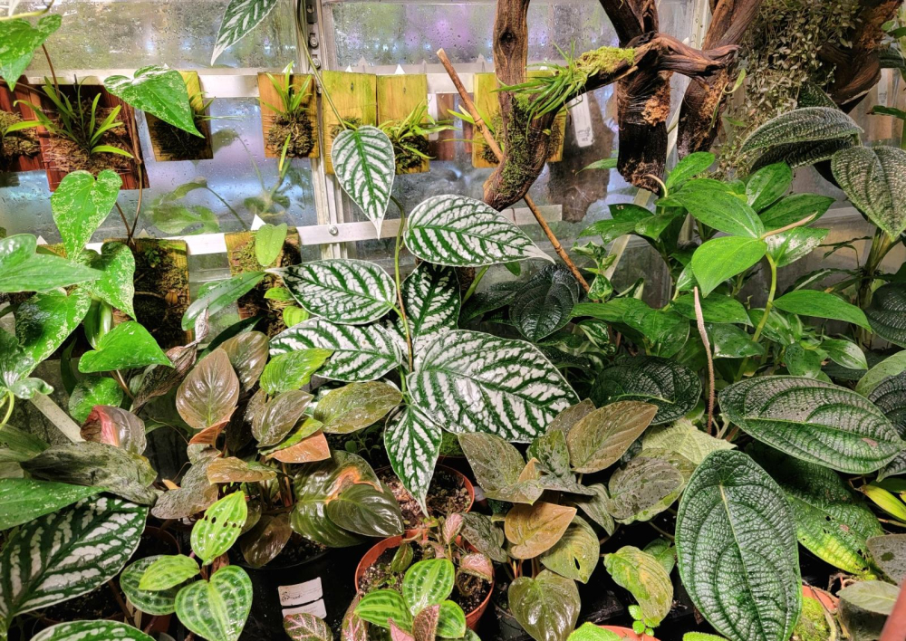 Verdant Vivariums