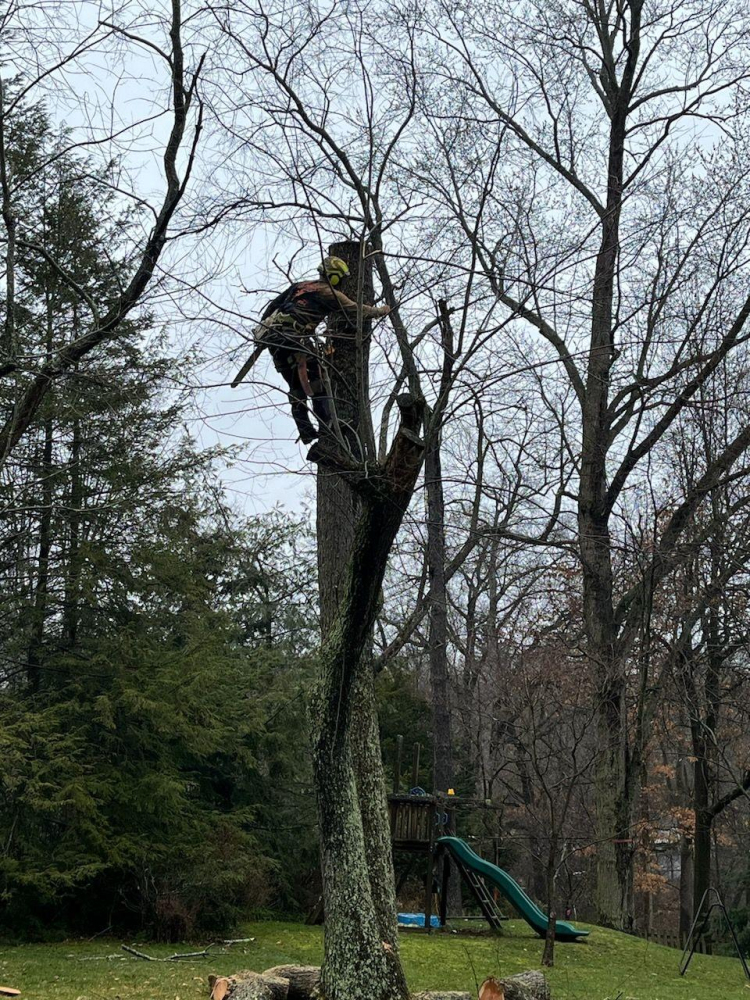 Timber Lane Tree Service