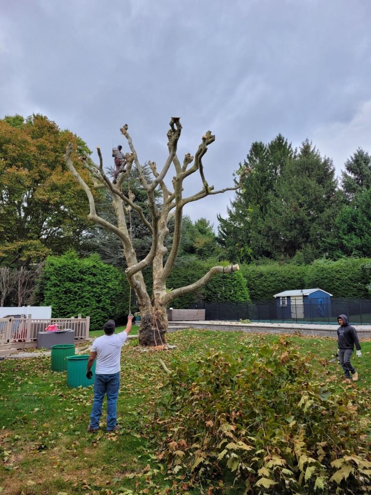 Arborcare tree service
