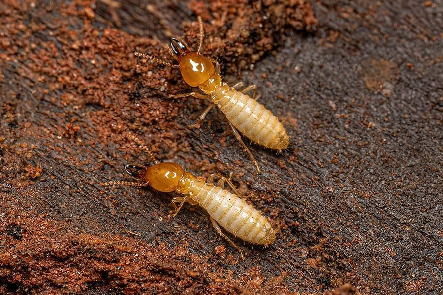 Impressive Exterminating Pest Control & Termite Control