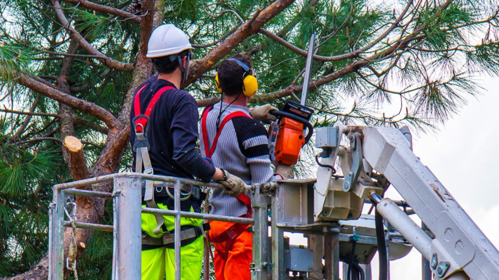 KD Tree Service Buffalo NY