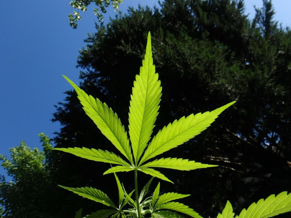 EZMEDCARD - Medical Marijuana Doctors of Lexington Kentucky