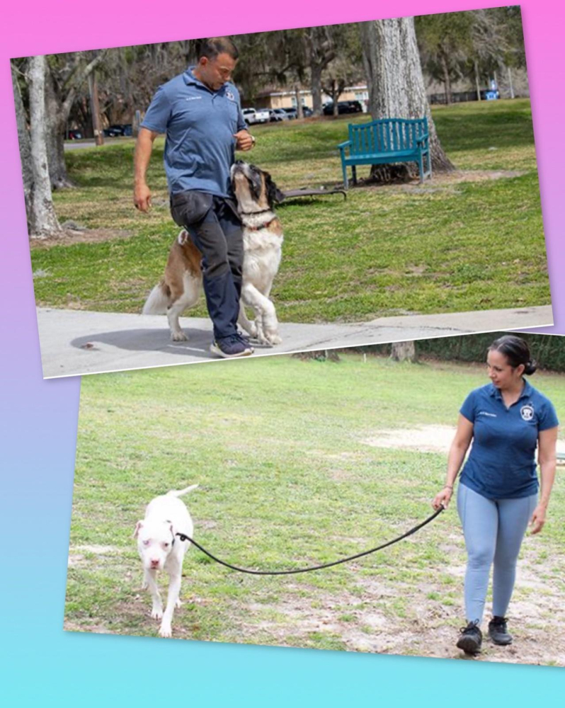 Casper&rsquo;s Camp Hope Dog Training